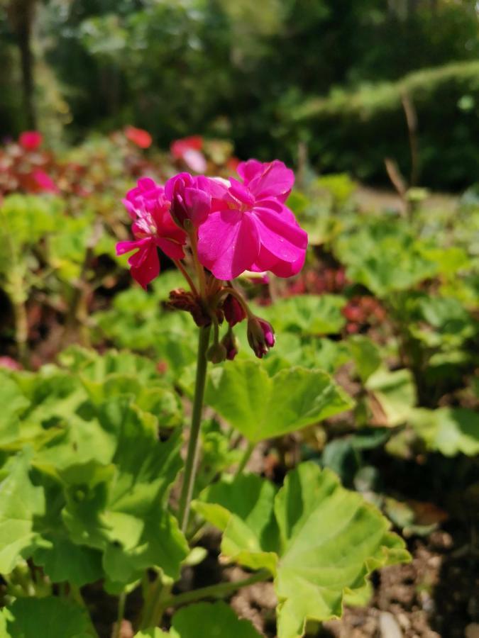 The Galways Edge Homestay Nuwara Eliya Luaran gambar